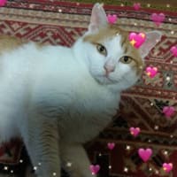 ❸里親募集中の成猫さんたち