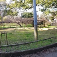 お雛様の多賀神社から多賀公園へ
