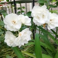 風もない曇天の朝。