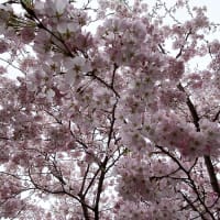 花だより・・・。『桜』(2024/4月)
