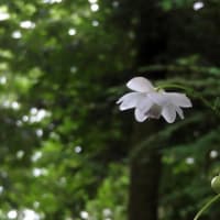 生態園で見た青・紫・白の花たち～京都府立植物園2024/7中旬（3）