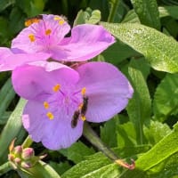 ピンク系ムラサキツユク（紫露草）にアブ（虻）