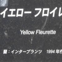 イエローフロイレッテ 〈Yellow Fleurette　バラ〉　
