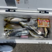 １７日・釣果
