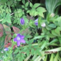 花ショウブ；サルビア；バーベナ；キキョウ草；５月の庭