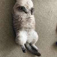 お久しぶりでございます