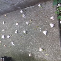 咲いては散る木槿