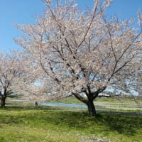 昭和記念公園の桜など　2月の芝居など