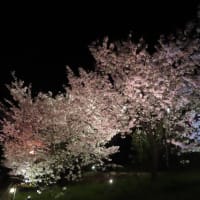 宇治市植物公園八重桜ライトアップ2024（宵の口編）