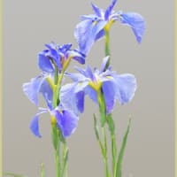 花菖蒲が咲きはじめた⑥
