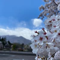 宮田村総合公園の桜