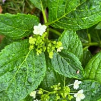 紫陽花の鉢増しなど