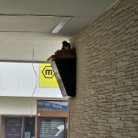 雛が還った？