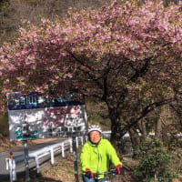 河津桜は満開😃
