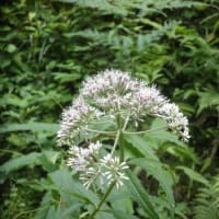 久々、野草の花見を楽しむ　～新発田市桜公園周辺～