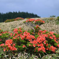 美ヶ原高原ﾚﾝｹﾞﾂﾂｼﾞ