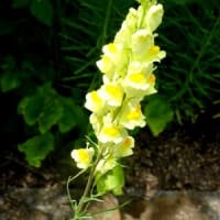花楽の里