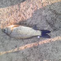 魚つったど～★