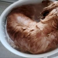 【　うたちゃんお風呂　】ミニチュアダックスフンド　家族