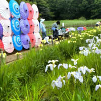 リハビリは嘘をつかない～東村山市：北山公園菖蒲田～