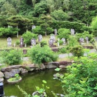 　丹波七福神巡り3完（養仙寺　神応寺）　黒猫顔のアップ
