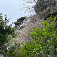 cherry blossoms🌸椿山荘の桜。