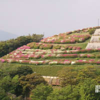 再度　大平山のツツジ　2025. 5.12
