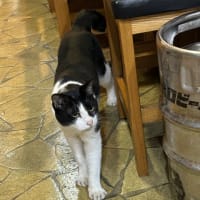 看板猫のいるお店で猫飲み 2 (2307-3)