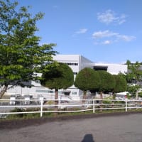 カイヅカイブキ刈り込み②