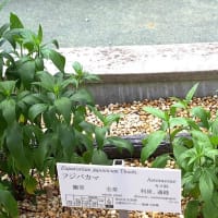 姫百合、フジバカマ・・・京都薬用植物園