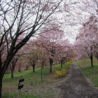 桜峠のサプライズ