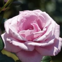 藤色のバラ　２品種〈しのぶれど　ブルーライト〉　