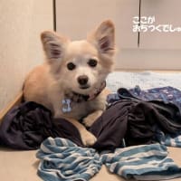 公園散歩が楽しいね😊