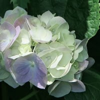 舎人公園のアジサイ