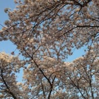 ４月１４日の夜ノ森の桜