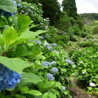 草見棚田あじさい園　歩くうちに汗が　2025/06/16（鹿児島）
