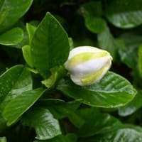 オオヤエクチナシが開花