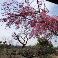 花の傘の下で