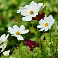 庭の花    北海道     続き