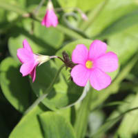 ◎咲きはじめの花＊まだ咲く花