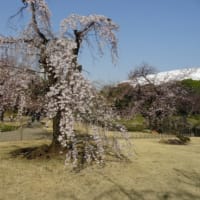 桜を観に小石川後楽園へ！