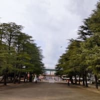 ヒマラヤスギ：公園のシンボル的な樹