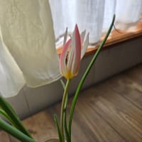 球根の水耕栽培