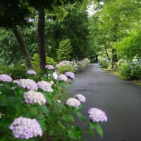 度会町「宮リバー度会パークの紫陽花」見てきました～(^^)  №2　雨バージョン