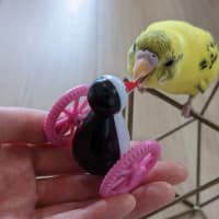2022/08/03～8/16 セキセイインコ。