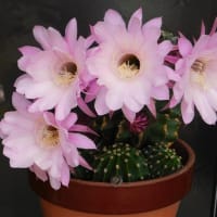 サボテンの開花！