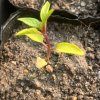 草刈り