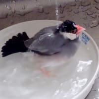 水鳥の夏。