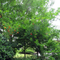 両国の旧安田庭園に樹木の間から涼しい風が流れた