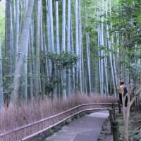 鎌倉散歩～若宮大路段葛・報国寺